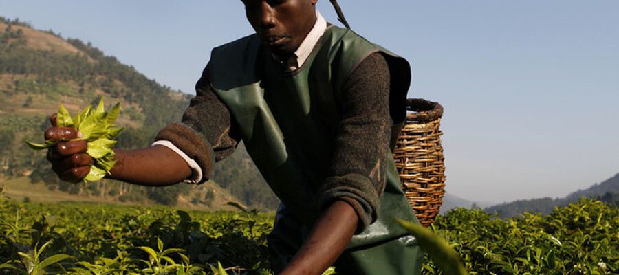 Impediments to Agricultural Growth in Zambia
